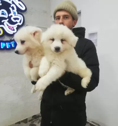 Safkan Irk Garantili Samoyed Yavrularımız