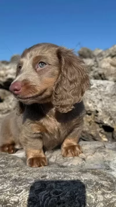 İsabella Nadir Bukunan Dachshund Bebekler Garantili