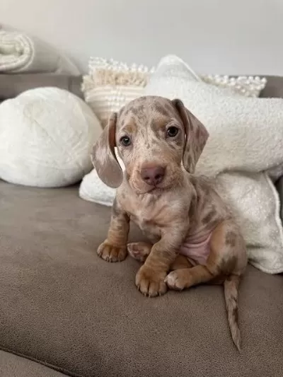 İsabella Merle Dachshund Bebekler Aşili Garantili