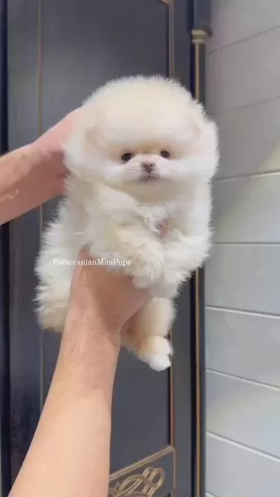 Pomeranian Kar Topları Sizleri Bekliyor