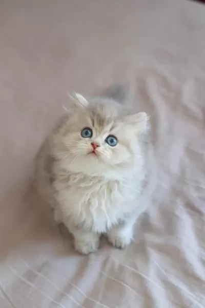 Safkan British Longhair Kediler