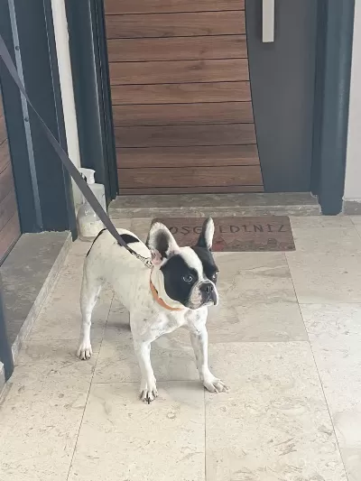 2.5 Yaşında French Bulldog Dişi