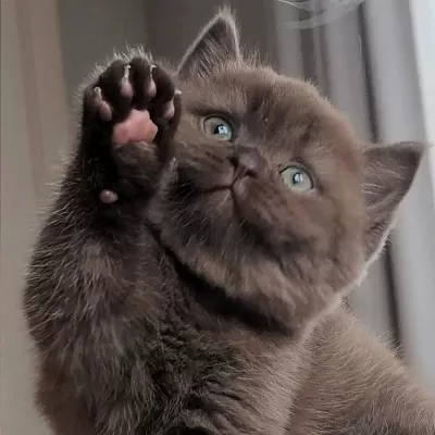 Bitter Çikolata British Shorthair