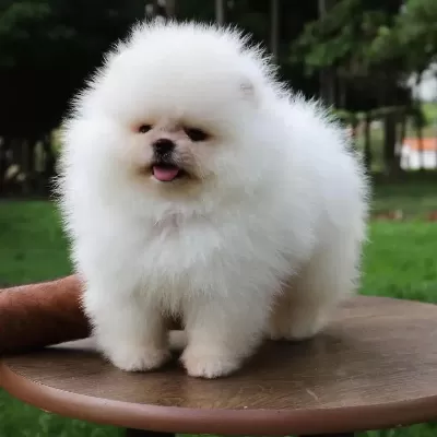 Pomeranian Boo Yavrulari