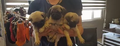 Irk Garanti̇li̇ Pug Yavrulari Puppy Pet Evi̇nde
