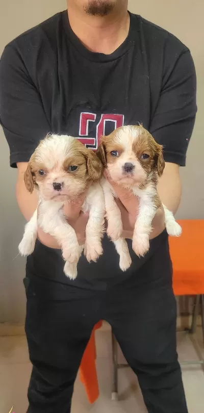 Safkan Irk Garantili King Charles Cavalier