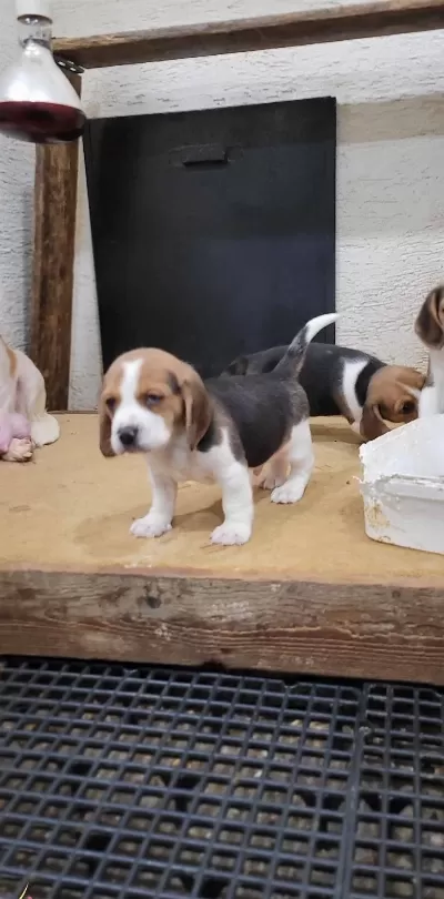 Safkan Irk Garantili Beagle Yavrular