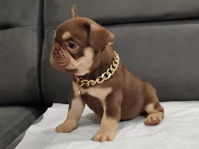 New Shade İsabella Ve Rojo Merle Fransız Bulldog Yavruları