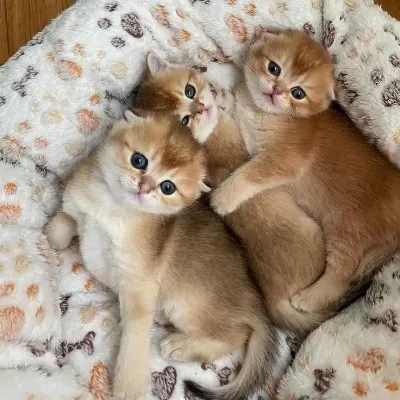 Golden British Shorthair