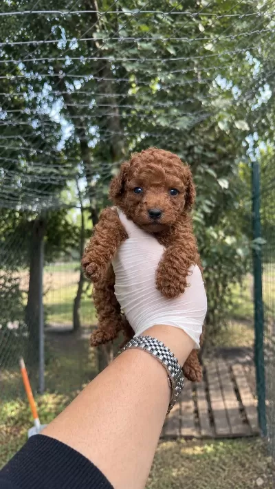Toypoodle Redbrown Bebekler