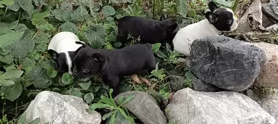 2 Erkek Ve 1 Dişi French Bulldog Yavruları