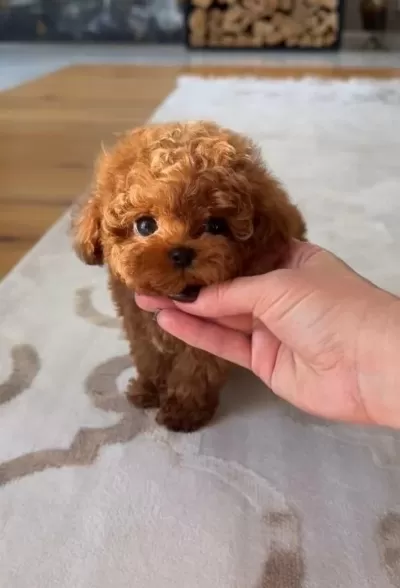 Minyatür Poodle Bebeklerim