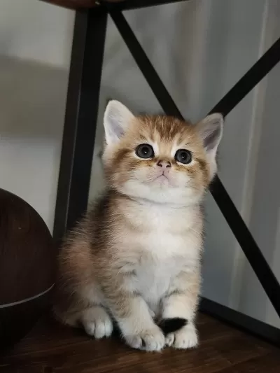 Golden Minik British Shorthair Bebeğim