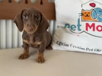 Petmode Köpek Çiftliğinde Ziyarete Açık Dachshund