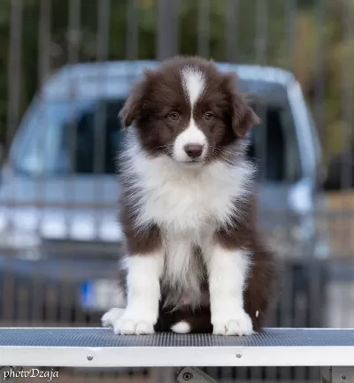 Border Collie yavruları