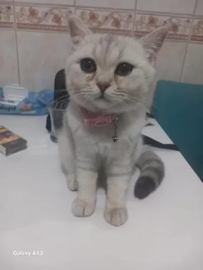 British Shorthair Yavrular Gönderim Mevcut