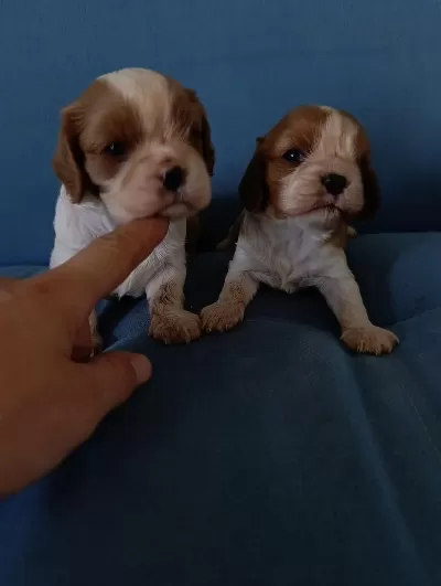 Sağlıklı Cavalier King Charles Yavrular