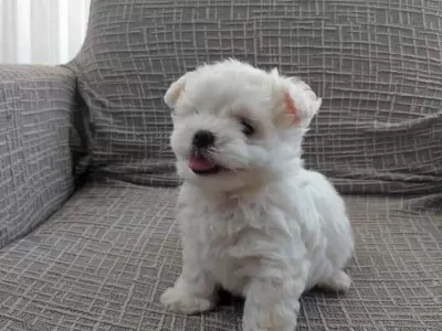 Mini Maltese Terri̇er Yavrular