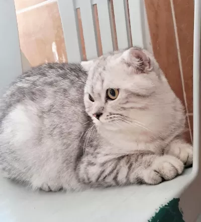 Scottish Fold Silver Erkek