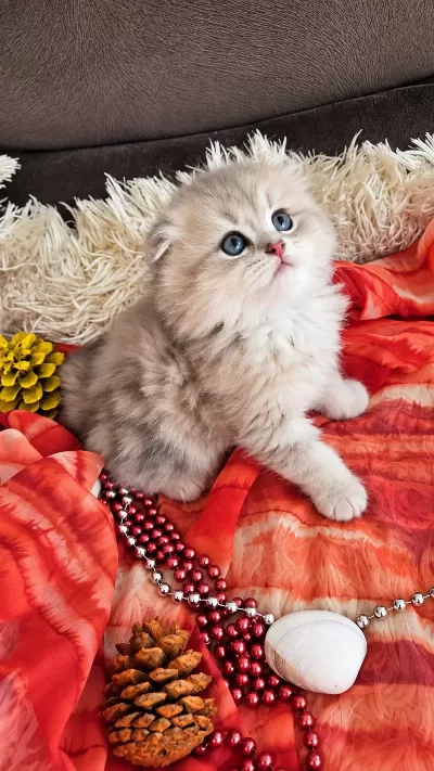 Golden Scottish Fold Pofidik Bebekler