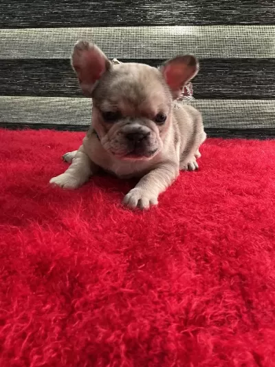 Yurt Dişi Kan Hatti Egzotik Micro French Bulldog Yavrular
