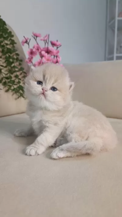 Safkan British Çikolata Golden