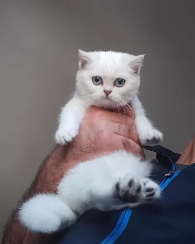 British Shorthair Yavrulari
