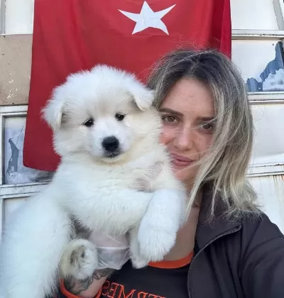 Samoyed Yavrular