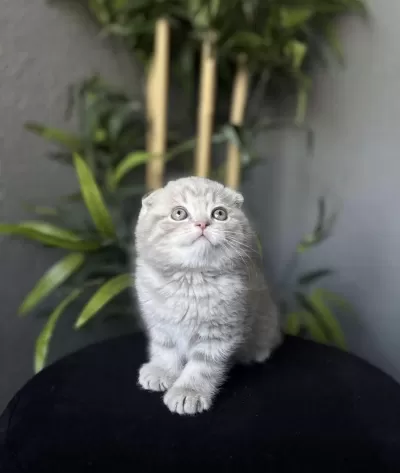 Ayi Surat Scottish Fold Yavrularim