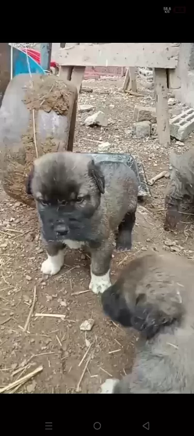 Kangal Köpeği Yavruları