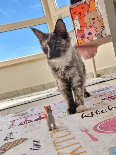 Safkan Şecereli Dişi Maine Coon