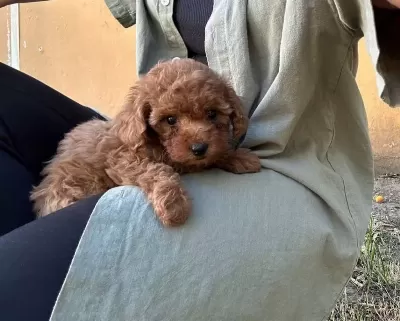 Ruhsatli Köpek Çiftliğinden Toypoodle Yavrularimiz