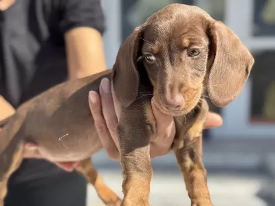 Show Kalite Chocolate Tan Mini Dachshund Yavrumuz