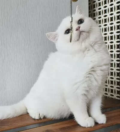 British Shorthair Ny 1233 Dişi Kedimiz