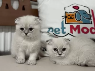 Yasal Ruhsatlı İşletmede Ziyarete Açık Scottish Fold