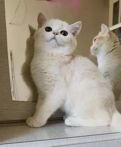 Scottish Straight Shorthair Dişi