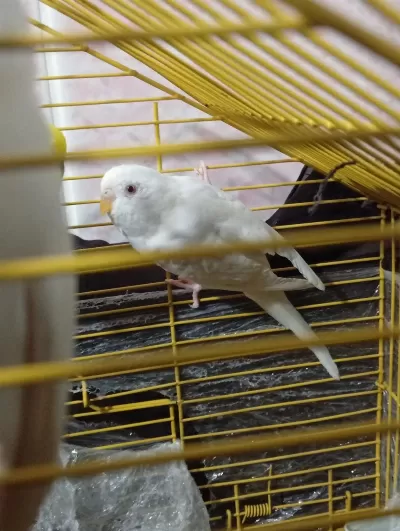 Dişi Erkek Muhabbet Kuşu Dişi Olan Albino