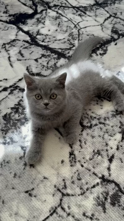 British Shorthair 3 Aylık Kedimiz