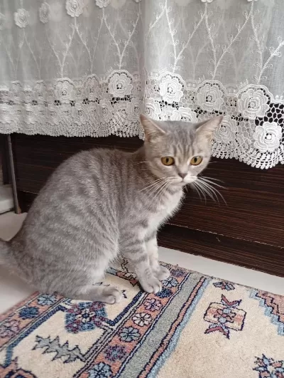 Kendimizin Yavruları Öldü 2 3 Haftalık Acil Lazım