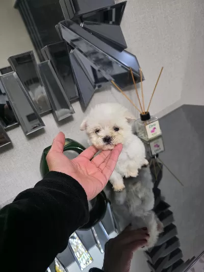 Kore maltese terrier minnaklarım