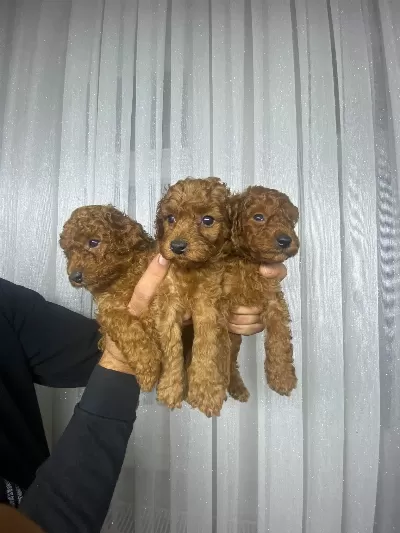 Tuvalet eğitimli poodle minnaklarım