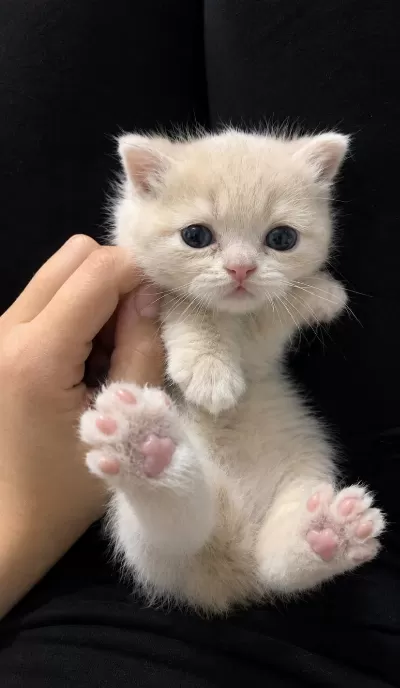 2 Aylık Dişi British Shorthair Yavru