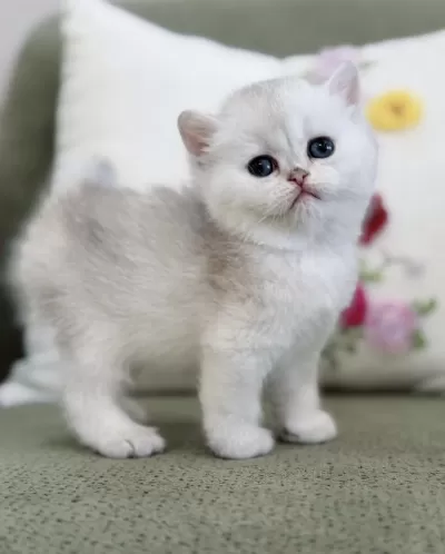 Nadir Renk Silver Ns11 British Shorthair