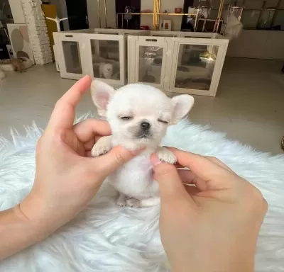 Micro Mini Cep Boy Chihuahua