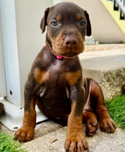 Doberman İyisi Değil En İyisi Kapıda Ödeme Mevcut
