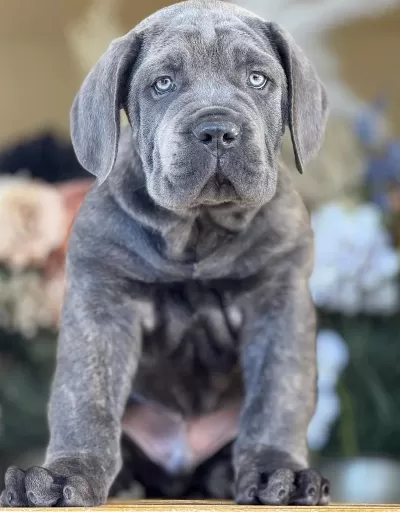 Cane Corso İyisi Değil En İyisi Kapıda Ödeme Mevcut