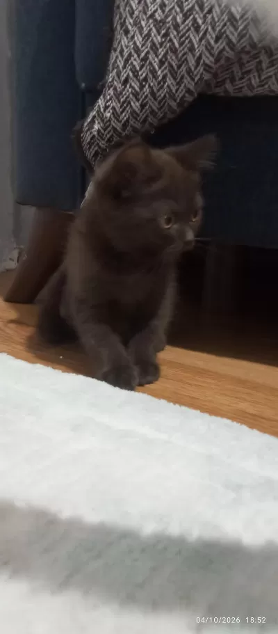 Bitter Çikolata British Shorthair