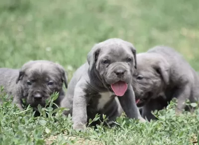 Harika Anatomi Cane Corso Yavrular