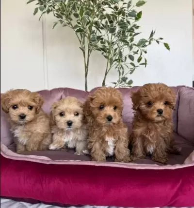 Kahverengi̇ Malti̇poo Ci̇nsi̇ Yavrular Ev Üreti̇mi̇
