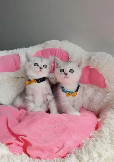 A Kalite Silver British Shorthair Bebeklerim